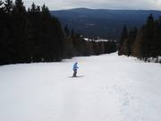 One and a half kilometers, the slope runs through a forest clearing.