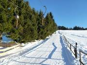 Markbuchen I - T-bar