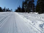 Maston Aitio - Rope tow/baby lift with low rope tow