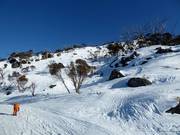 Freeride and powder slopes in the upper area of Thredbo