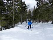 Cleared forest run La Rigolo