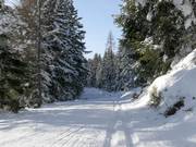 High-altitude trail Rittisberg at 1,500 m