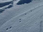 Did the Schetti-Fuchs leave his tracks here?