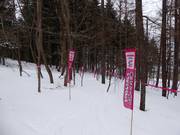 Tip for children  - Crayon Shonchan Kids Tree Run