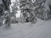 Off-piste run through sparse forest