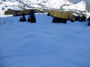 Mogul slope at Sudelfeldkopf