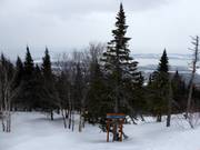 Cleared forest runs at Mont-Sainte-Anne
