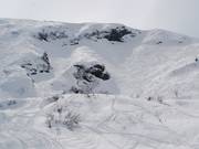 Backside of the Douce