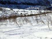 Tree runs through birch forests