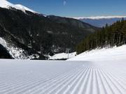 Perfect slope grooming in Bansko