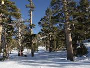 Cleared forest runs (Gladed Runs)