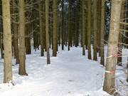 There is even a forest run