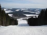 Wide forest clearing run