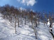 "JaPow" Japan powder in the light forests