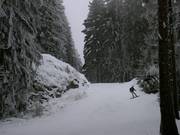 Forest run at Wurmberg