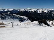 Larkspur in the Montezuma Bowl