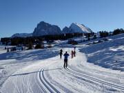 Cross-country ski trails on the Seiser Alm with Langkofel and Plattkofel in the background