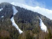 View of the forest glade slopes of the Currie Bowl