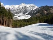 Steinbergriedel No. 11