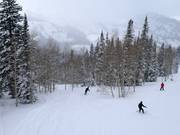 Descents through trees and forests (tree skiing)