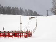 Übungslift Sinswang 1 - Rope tow/baby lift with low rope tow