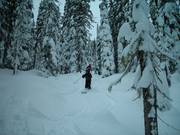 Ungroomed forest runs with deep powder (gladed runs)