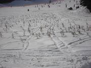 Reforestation in the ski area