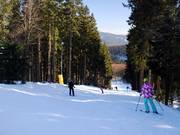 The Kappe also offers easy to intermediate forest runs.