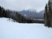 Slope No. 174 Buffaloberry