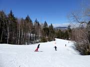 Easy slope Green Cheese