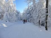 Easy slope from Almberg towards Mitterfirmiansreut