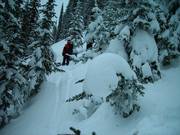 Ungroomed forest runs with deep powder (gladed runs)