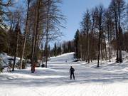 Runs through beautiful mixed forest: Descent B1