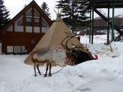 Reindeer enclosure in Rusutsu