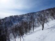 Light forests await the freeriders