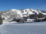 Easy slope Silver Queen