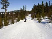 Connecting runs through the forest