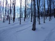 Glorious forest runs with Japan powder