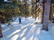 Cleared forest run - Gladed Run