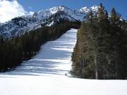 Wide and steep forest run