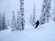 Ungroomed forest runs with deep powder (Gladed Runs)