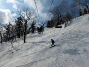 Powder slope through sparse forests