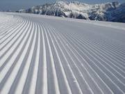 Fresh grooves in the snow