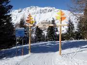 Sentiero nel Bosco (forest slope)