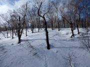 Wonderful forest runs with Japan powder
