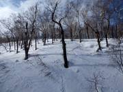 Beautiful forest runs with Japan Powder
