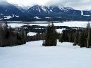 Downhill Devil's Club