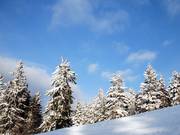 Nowhere else in the Sauerland does as much natural snow fall as at the Sahnehang, so scenes like this are common.