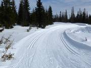Cross-country trails in Sjusjøen
