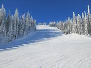 Downhill East Bushwacker